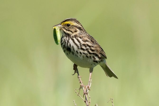 Savannah Sparrow - Passerculus sandwichensis by Bill VanderMolen is licensed under CC BY-NC 2.0.